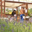 Rózsák Hétvégéje - Oázis Kertészeti Áruház