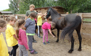 Szereted a lovakat? Itt a helyed!