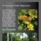 Tardonától az ,,őserdőig’’