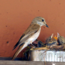 Egy halkonzervnyi gondoskodás