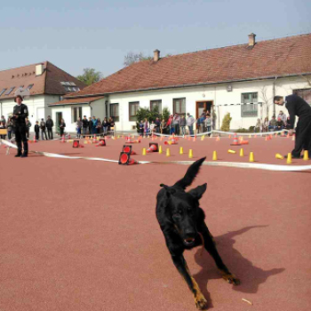 ,,Pindur-Pandúr'' - Közlekedésbiztonsági vetélkedő a Táncsicsban
