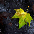 Ősz a Gubody parkban