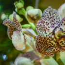 Orchideák éjszakája az Oázis kertészetben