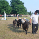 Bor és laskafesztivál - II