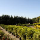 Színpompás bemutató