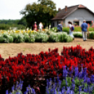 Együttműködésbe kezdett a csemői Marosi Faiskola és a Nemzeti Agrárkutatási és Innovációs Központ