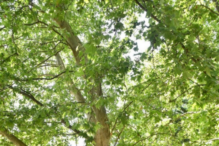 Díjak, előléptetések a Semmelweis napon