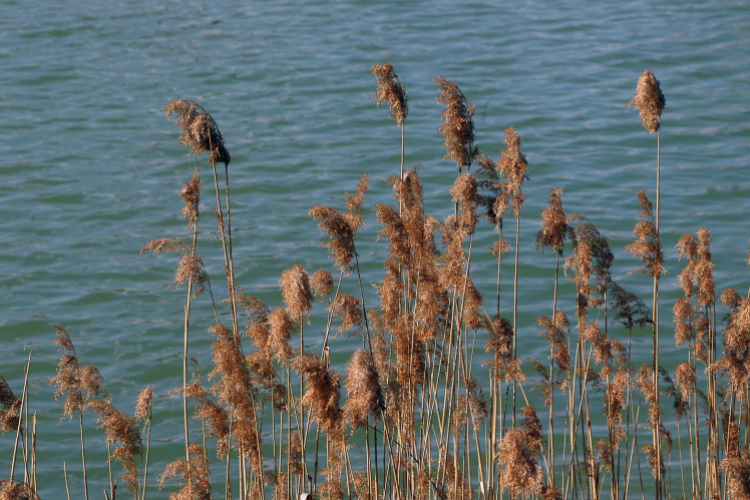 Éhmann Ferenc Emlék Kupa