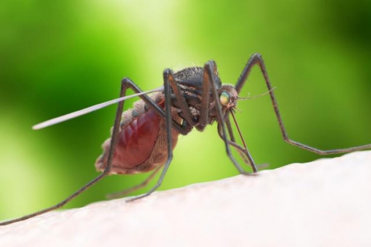 Szúnyoggyérítés - Lakossági tájékoztató, Cegléd