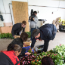 Szebb, virágosabb Ceglédért