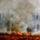 Száraz növényzet égett