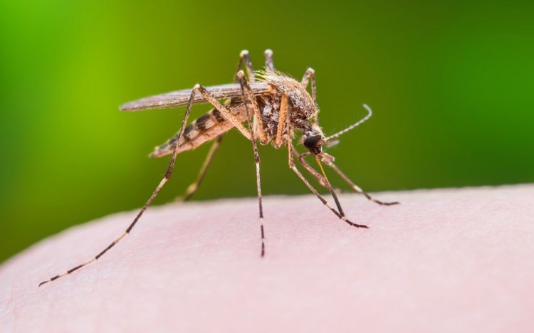 Szúnyoggyérítés - lakossági tájékoztató, Cegléd