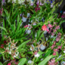 Orchideák éjszakája az Oázis kertészetben