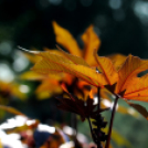 Színpompás bemutató