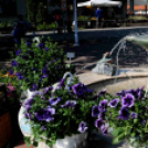 Csemői - Anyám tyúkja