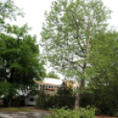 Városi Strandfürdő - Tereprendezés I.