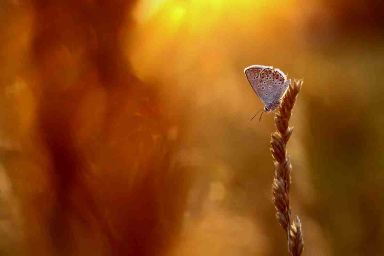 MAFOSZ kiállítás képei