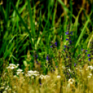 Karanténséta a Gerje parton