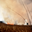 Száraz növényzet égett