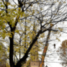 Megérkezett a város karácsonyfája