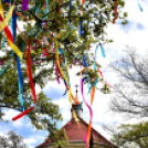 A város májusfája