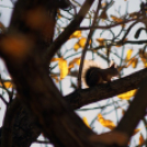 Ceglédi mókuscsalád