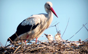 Elköltözött a ceglédi gólya