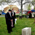 Czigle fűzfákat ültettek a Malom térre