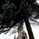 Felállították a város karácsonyfáját