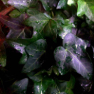 Telefonfotók - Ceglédi hangulatok