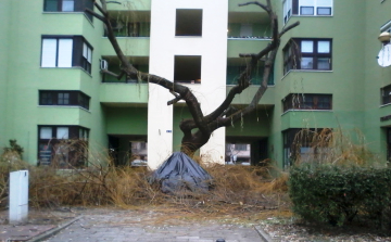 Leszakadt ágak a város közepén