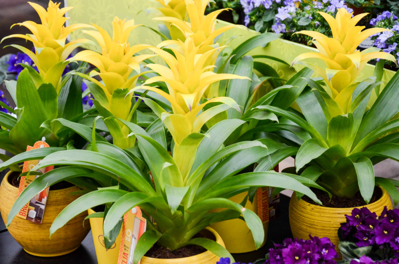 Oázis Kertészeti Áruház