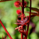 Színpompás bemutató