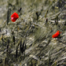 ,,Tudom e mérni a mérhetetlent’’