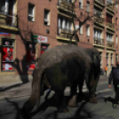 Elefánt a Rákóczi úton