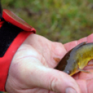 Hétvégi horgásznap