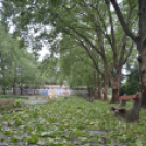 Viharkárok a Ceglédi térségben 