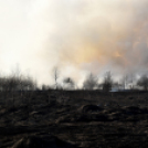 Száraz növényzet égett