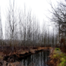 Vadak karácsonya Nyársapáton