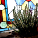 Legszebb kertek - legszebb rajzok Cegléden