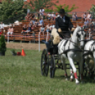 IX. Bor és Laskafesztivál - IV. Ceglédi Vágta