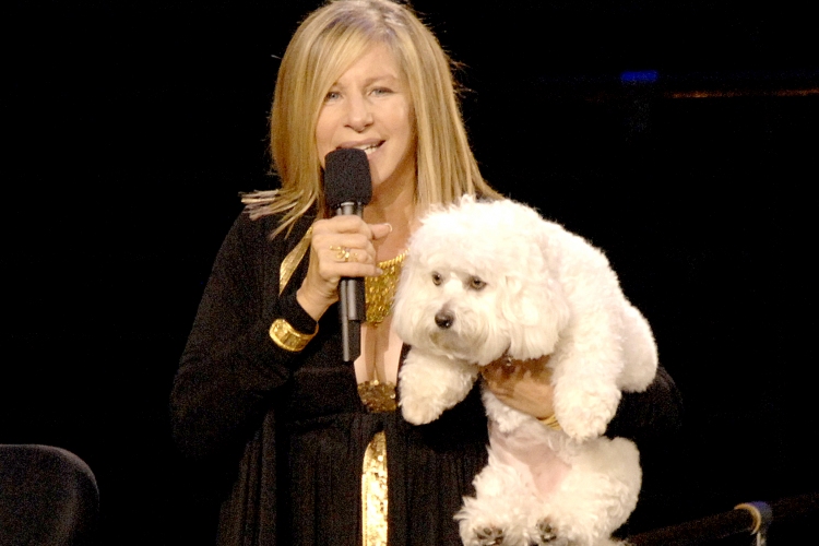 Kétszer is klónoztatta Samantha nevű kutyáját Barbra Streisand