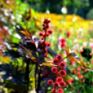 Színpompás bemutató