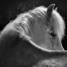 MAFOSZ kiállítás képei