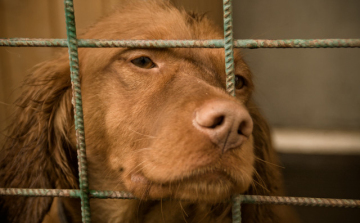 Malacokat téptek szét az éheztetett kutyák