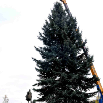 Felállították a város karácsonyfáját