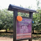 XIII. Nyitott Pince Nap