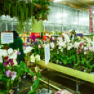 Orchideák éjszakája az Oázis kertészetben