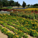 Kováts Zoltán Emlékülés Csemőben