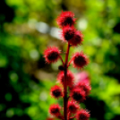 Színpompás bemutató